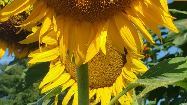 Sunflower and Pollinators