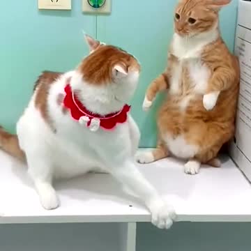 Is this the awakening of their ancestral lineage?#😂😂😂