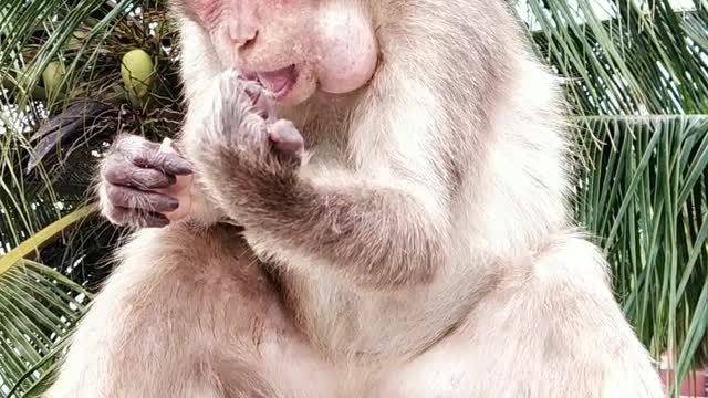 Monkey funny video funny animals video