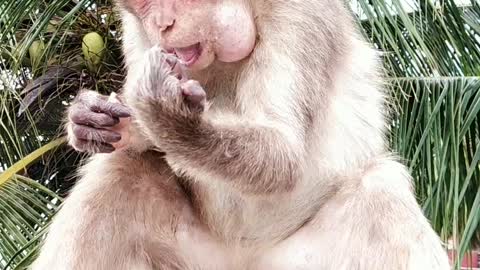 Monkey funny video funny animals video