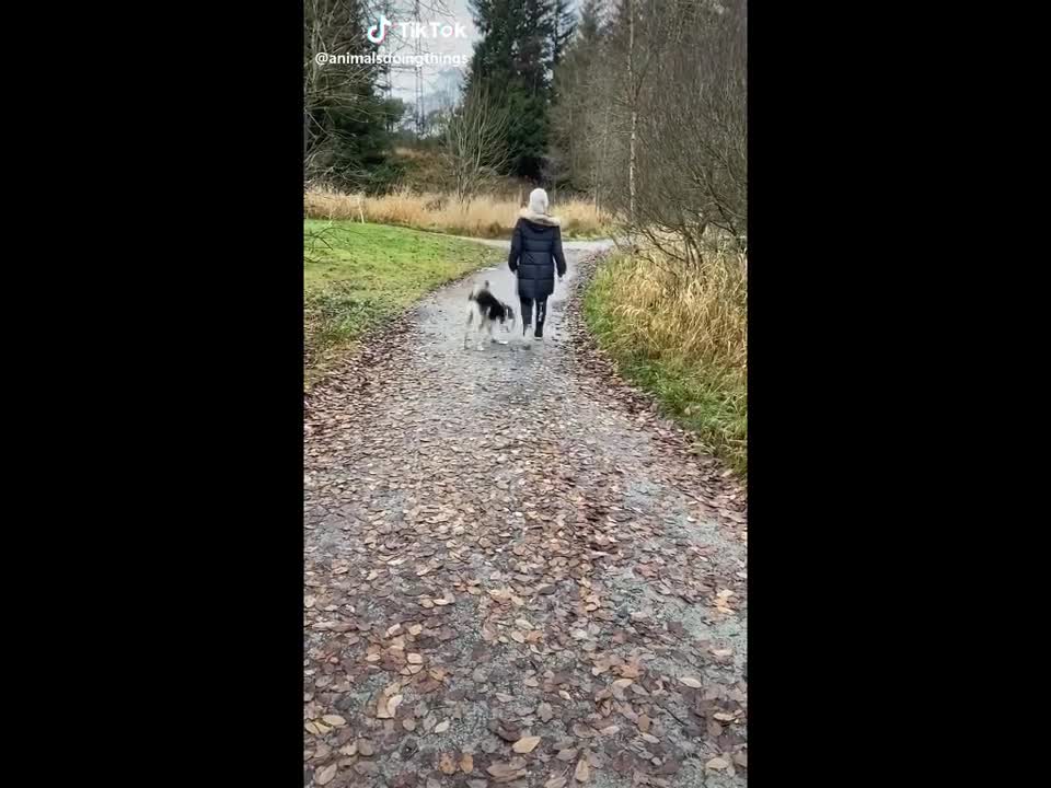 funny animals (super 3 minute funny) cats and dogs