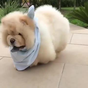 Pets, cats, dogs, and much more.