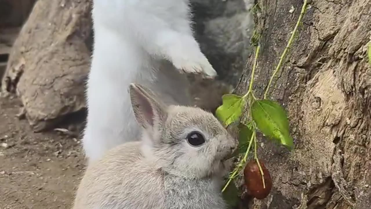 #rabbit #cutepets #how healing can small animals be #howhealingcansmallanimalsbe #howhealingcansmall