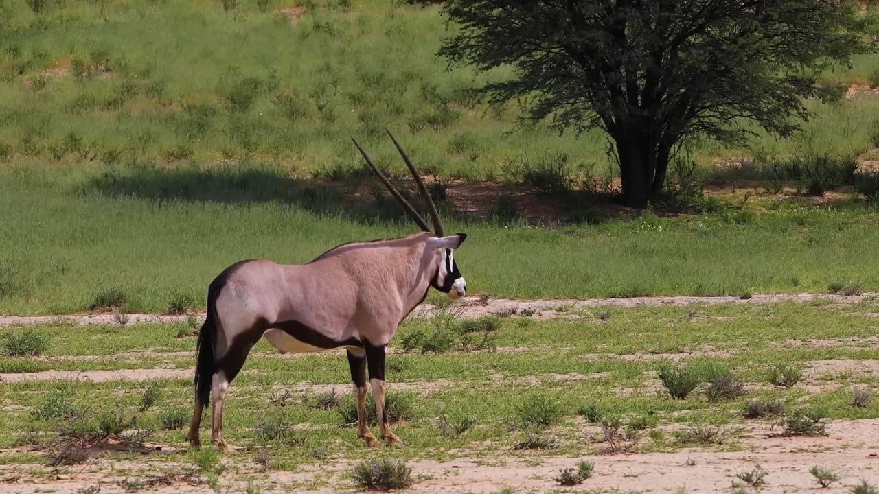 Wild Animal Collection: A Majestic Showcase of Nature's Wonders