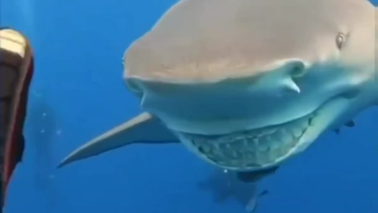 Strange Shark 🦈😅