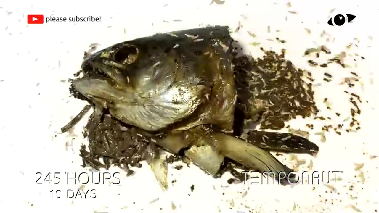 Salmon Fish Timelapse