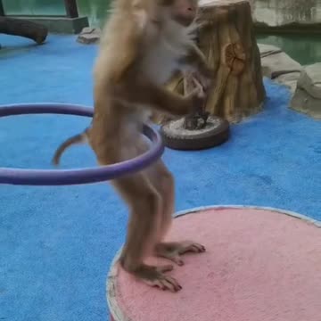 Funny monkey dancing