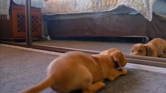 Cute Moment Puppies Enjoy 30 sec Cute_Dog