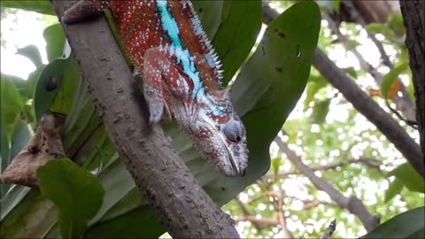 A chameleon eating