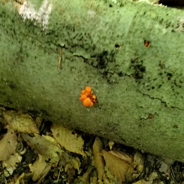 Pinhead mushrooms in the midwest during september