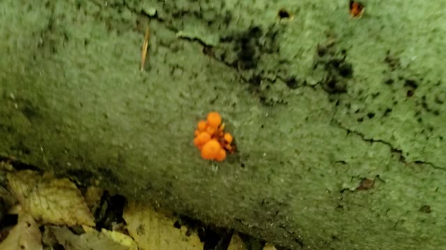 Pinhead mushrooms in the midwest during september