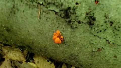 Pinhead mushrooms in the midwest during september