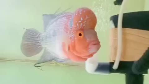 flowerhorn fish