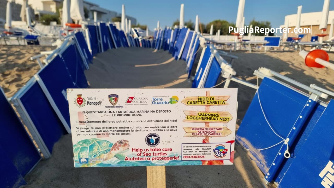 In un lido di Monopoli schiusa in sicurezza delle uova di tartaruga marine