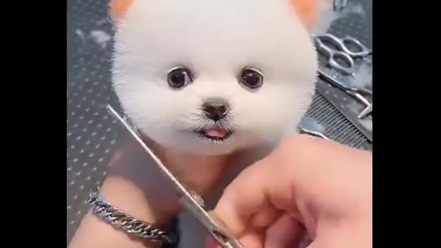 Cute and Funny Little dog ||