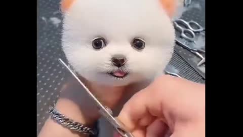 Cute and Funny Little dog ||