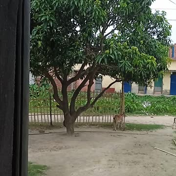 Beautiful and lovely