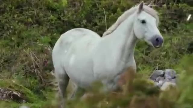 cute moment of the white horse - Animal Hub