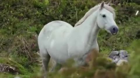 cute moment of the white horse - Animal Hub