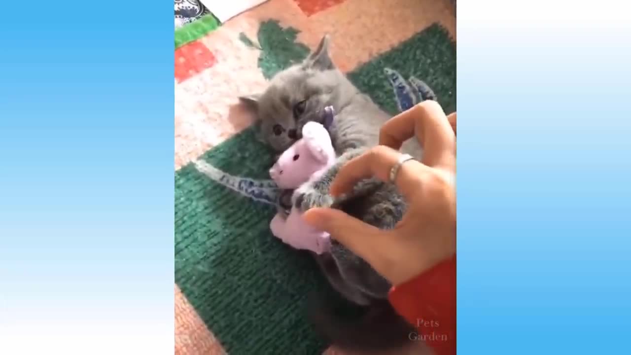 Funny and cute animal videos vol4