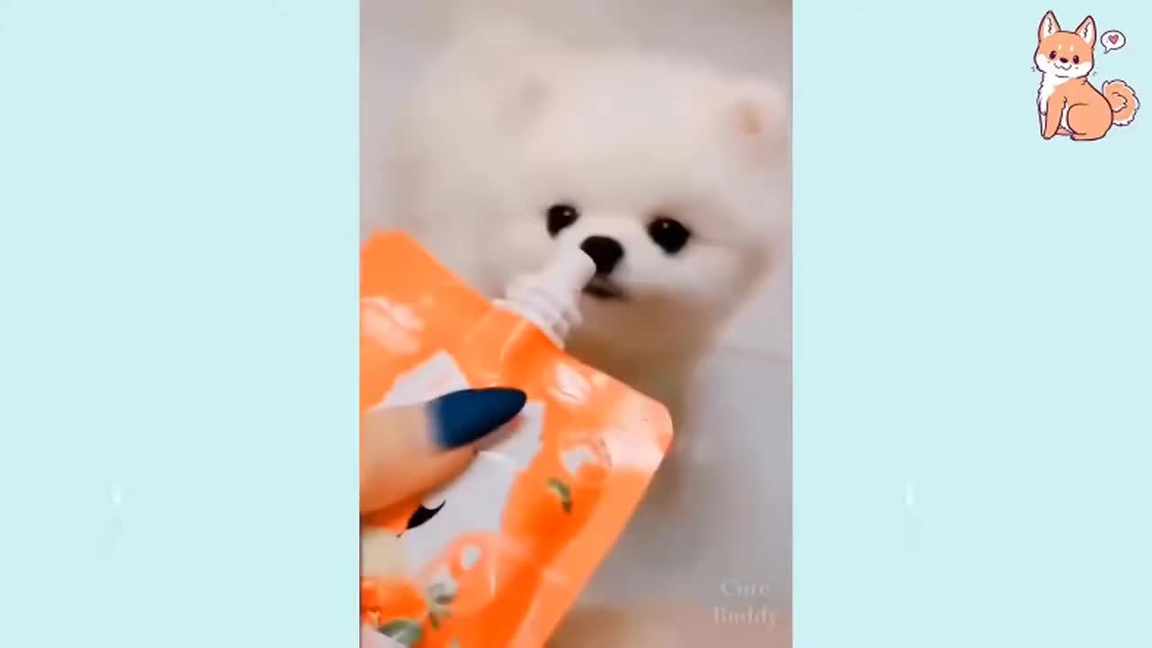 Amazing puppy cute