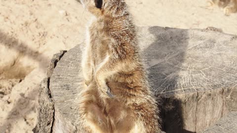video-of-a-meerkat-