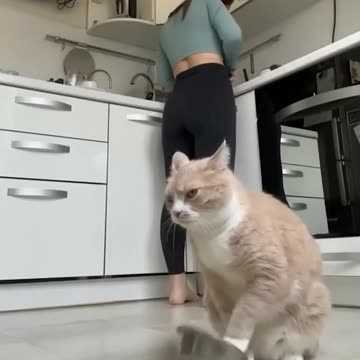 Funny cats 😂 episode 30 #shorts