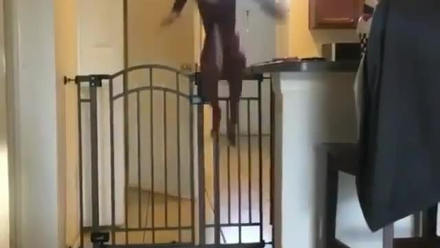 Dog jumps out of fence and almost slips