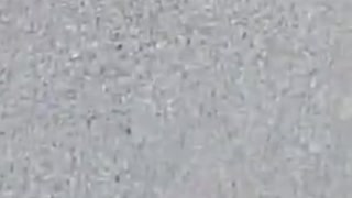 5G - Dead Bees Around the Antenna Disguised As Palm Tree Cali