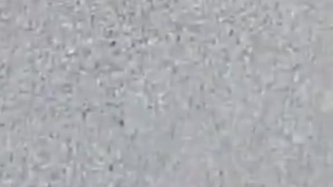 5G - Dead Bees Around the Antenna Disguised As Palm Tree Cali
