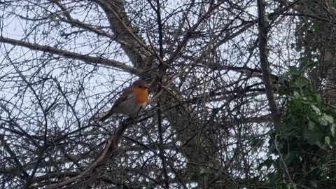 Cute Robin Bird In Great Britain.