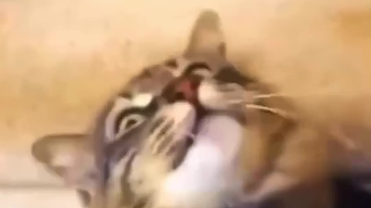 Wait for meow acting 😂😂