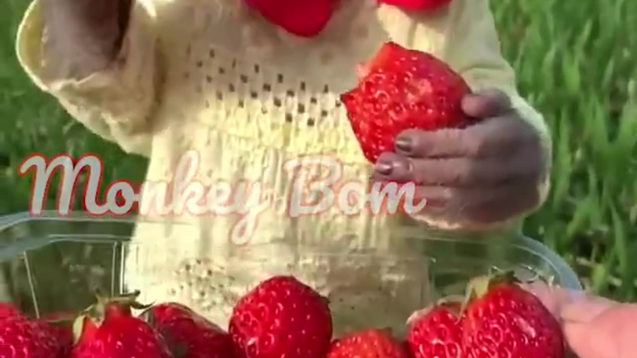 Monkey has a great time eating strawberries!