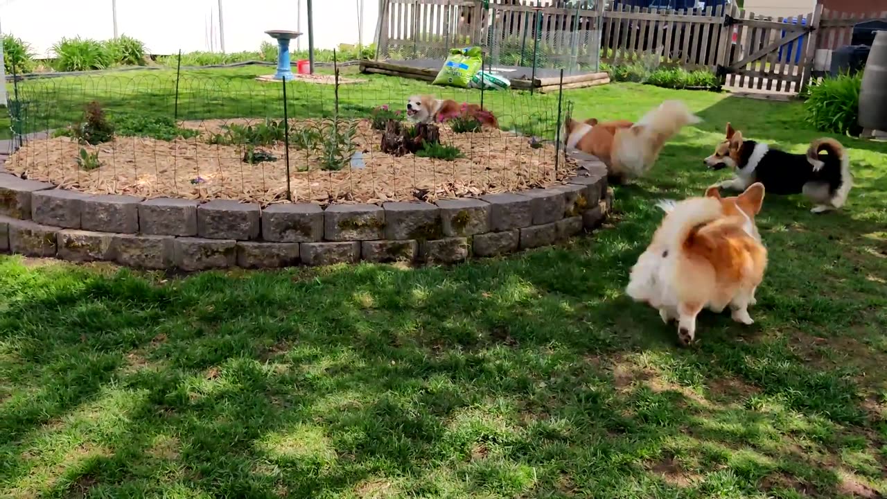 Cats Fun