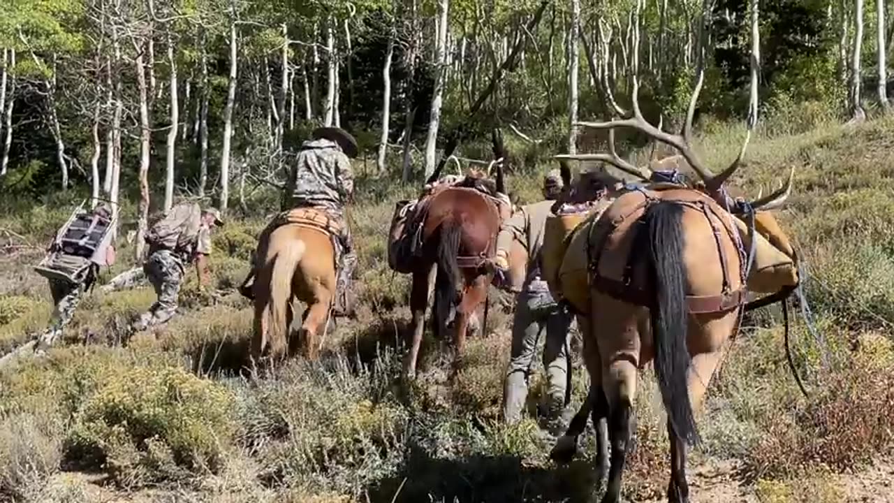 Saving Cattle From a FOREST FIRE!