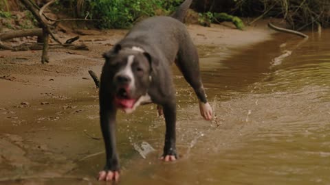 Dog relax 4k
