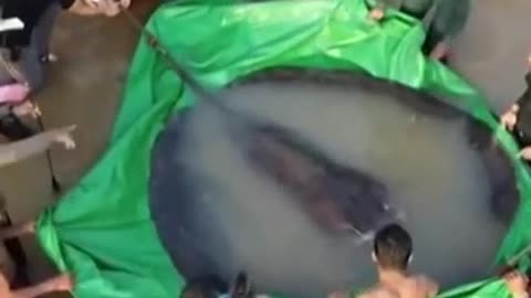 Cambodian fishermen catch world's largest freshwater fish
