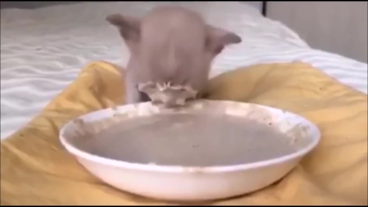 Funniest Cat Videos Compilation in 2 Minute