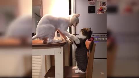 Baby Cats Cute and Funny Cat Videos Compilation 9 Aww Animals_