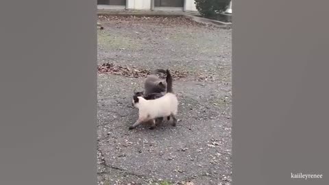 CATS make us laugh all the time