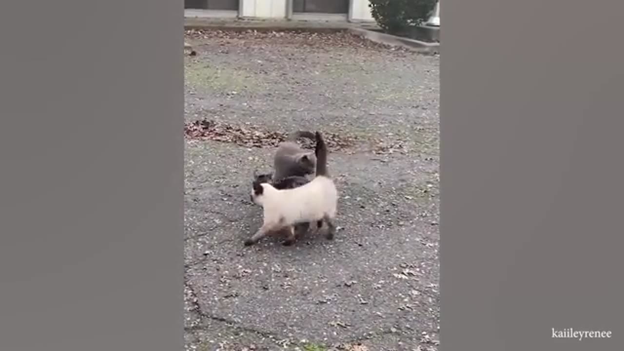 CATS make us laugh all the time