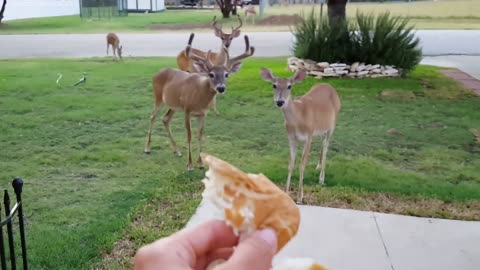 Hand Feeding Deer in Front Yard.