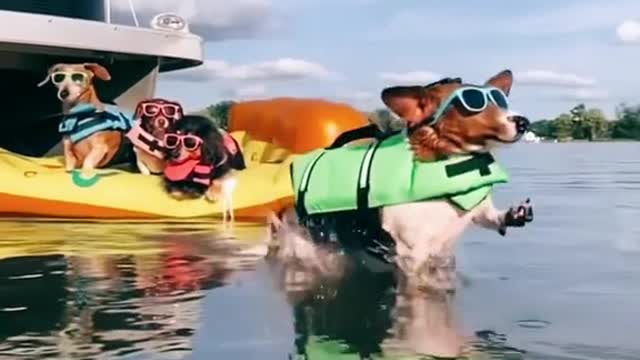 cute Dogs
