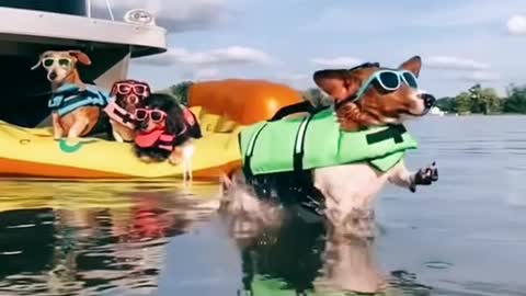 cute Dogs