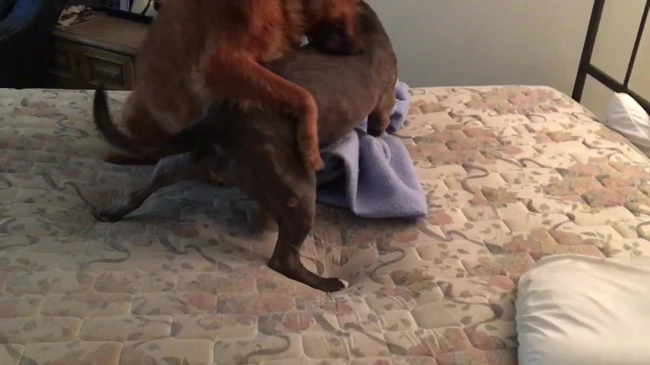 Why do I make my bed ?