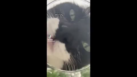 Funny cats