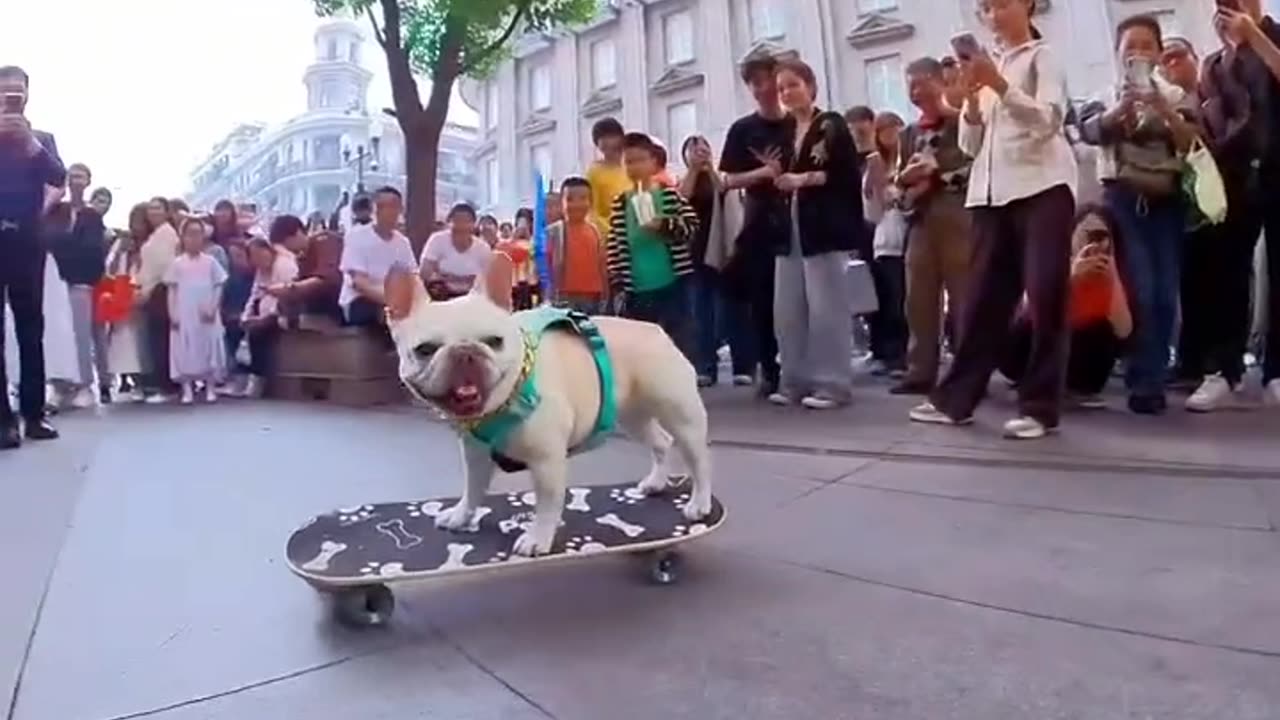 Dog skating