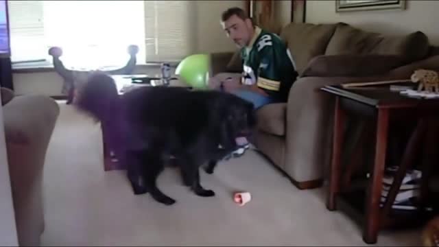 Funny Dog Videos - Dogs are Trained to be Smart as Always