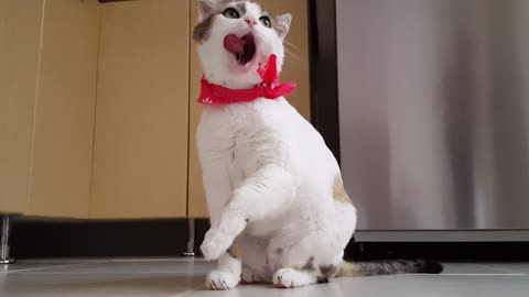 Video off funny cat