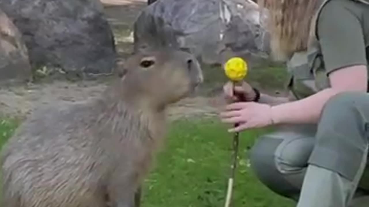 Training Capybara to shake hands 😊